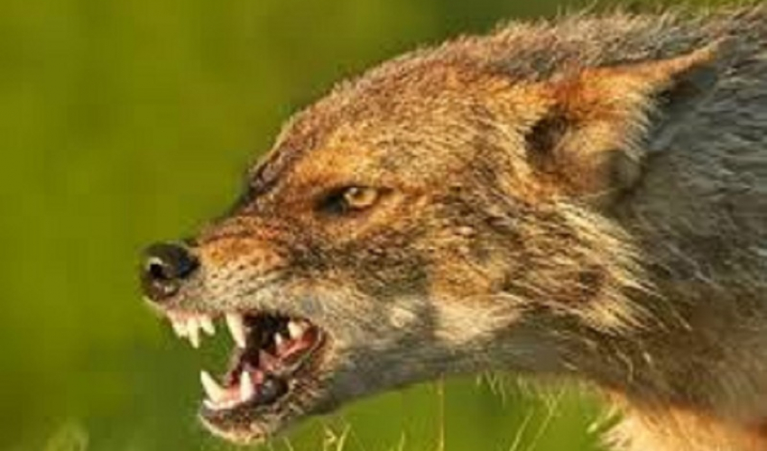 कञ्चनपुरमा स्यालको टोकाइबाट बालिका घाइते