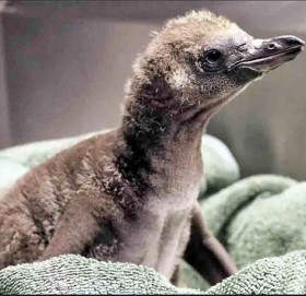 पेन्गुइनको समलिंगी जोडीले अण्डा कोरल्यो, यसरी गर्दैछ चल्लाको हेरचाह