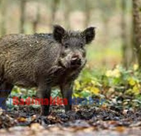 बाजुरामा बँदेलको आक्रमणमा परि एक जनाको मृत्यु