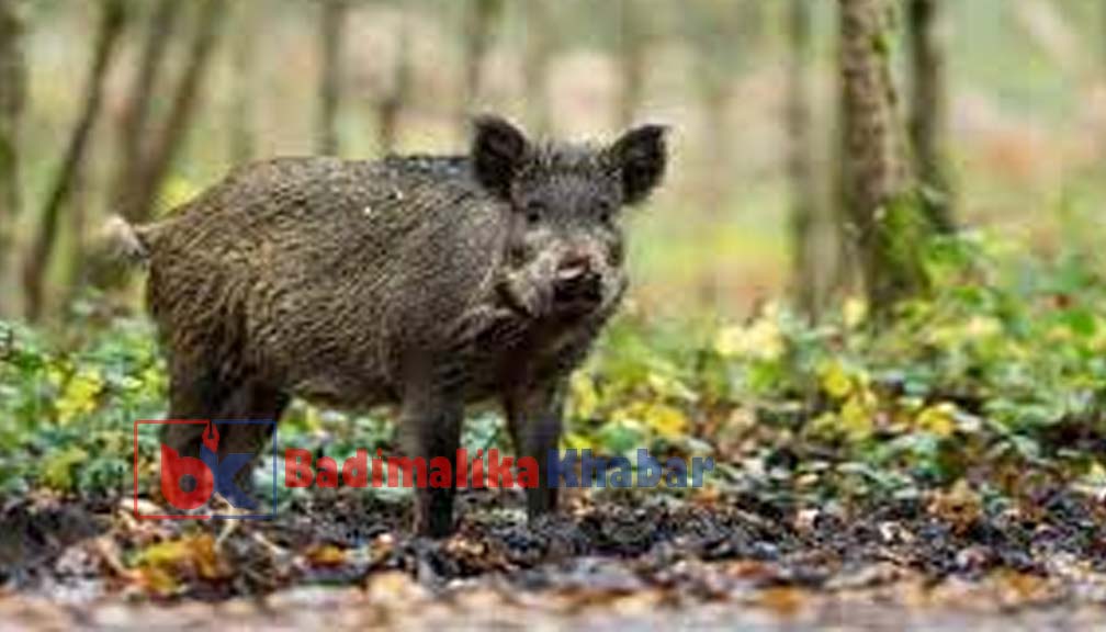 बाजुरामा बँदेलको आक्रमणमा परि एक जनाको मृत्यु