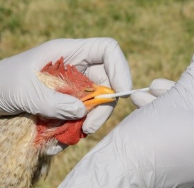 १० जिल्लामा फैलियो बर्डफ्लु