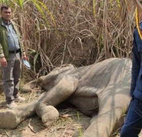 कञ्चनपुरमा गाउँ पसेको जङ्गली हात्ती मृत भेटियो
