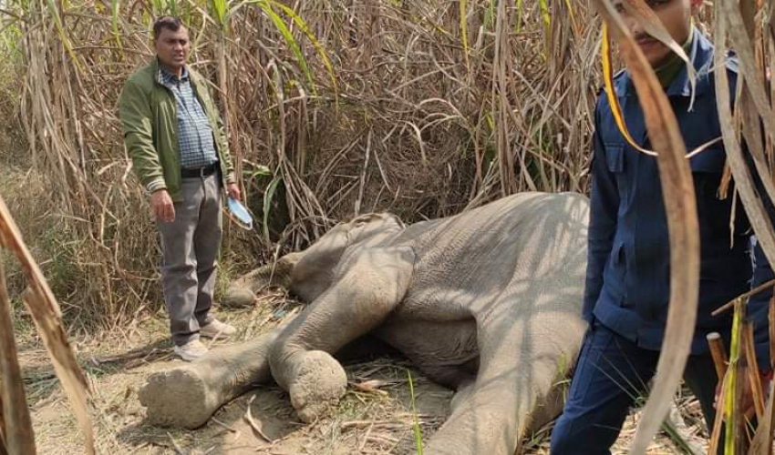 कञ्चनपुरमा गाउँ पसेको जङ्गली हात्ती मृत भेटियो