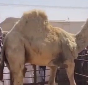 २२ करोड ७६ लाख रुपैयाँमा बिक्यो संसारकै महंगो ऊँट !