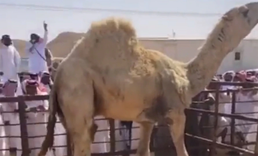 २२ करोड ७६ लाख रुपैयाँमा बिक्यो संसारकै महंगो ऊँट !