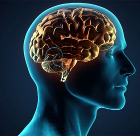 दिमागमा हुन्छन् गोप्य सुरुङ, गर्छन् यस्तो विशेष काम