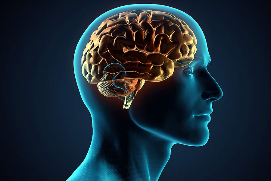 दिमागमा हुन्छन् गोप्य सुरुङ, गर्छन् यस्तो विशेष काम