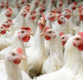 कुखुराको मासुको मूल्य वृद्धि