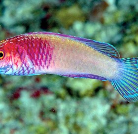 फेला पर्‍यो संसारकै रंगीन माछा