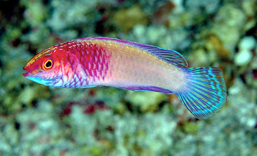 फेला पर्‍यो संसारकै रंगीन माछा