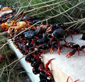 क्युबामा गँगटो आतंक ! घर-सडक कब्जा