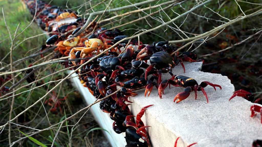 क्युबामा गँगटो आतंक ! घर-सडक कब्जा