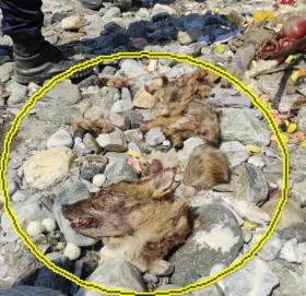 बाजुराको सदरमुकाम मार्तडी बजारमा स्यालको मासु