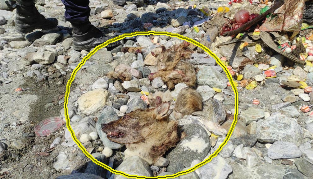 बाजुराको सदरमुकाम मार्तडी बजारमा स्यालको मासु