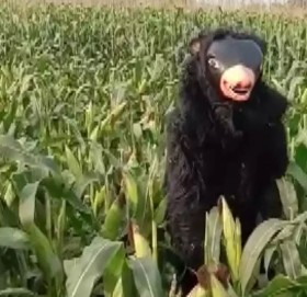 बाँदरबाट बाली जोगाउन ‘भालु’लाई जागिर (भिडियो सहित)