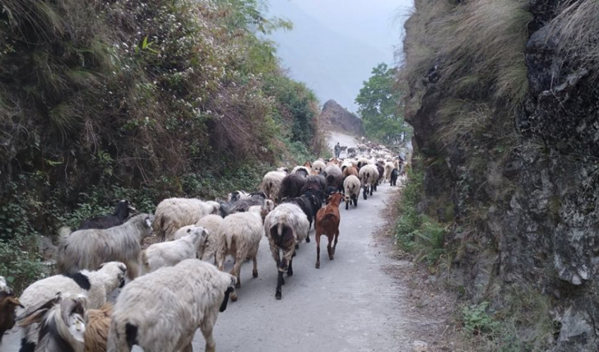 गर्मी बढेसँगै लेक लागे भेडी गोठ