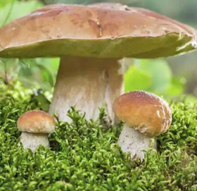 वैज्ञानिकको अनौठो खुलासा : च्याउले गर्न सक्छ एक अर्कामा कुराकानी