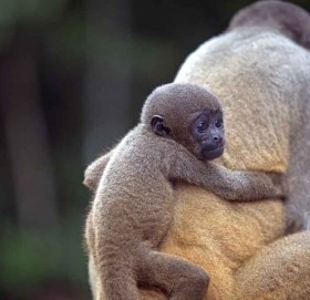 विश्वमै पहिलोपटक वन्यजन्तुलाई कानूनी अधिकार !