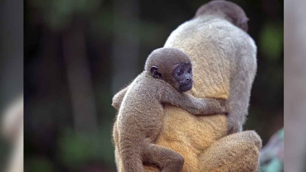 विश्वमै पहिलोपटक वन्यजन्तुलाई कानूनी अधिकार !