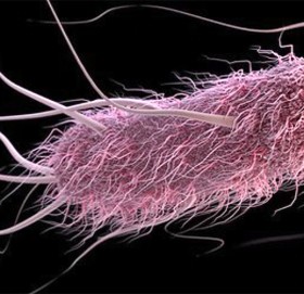 आवाजले नियन्त्रण गर्ने ब्याक्टेरिया जसले गर्नेछ क्यान्सरको उपचार !