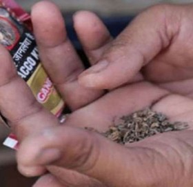 नौ महिनामा नेपालीले सेवन गरे १८ लाख किलो सुर्ती