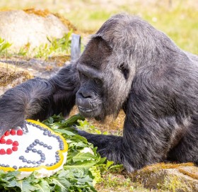 विश्वकै जेठो चिम्पाञ्जीको जन्मदिन मनाइयो