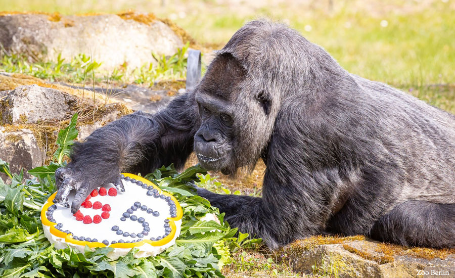 विश्वकै जेठो चिम्पाञ्जीको जन्मदिन मनाइयो