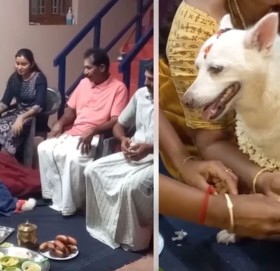 गर्भवती कुकुरका लागि ‘बेबी सावर’ को आयोजना