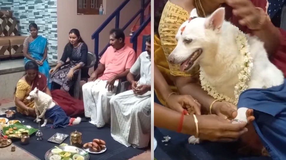 गर्भवती कुकुरका लागि ‘बेबी सावर’ को आयोजना