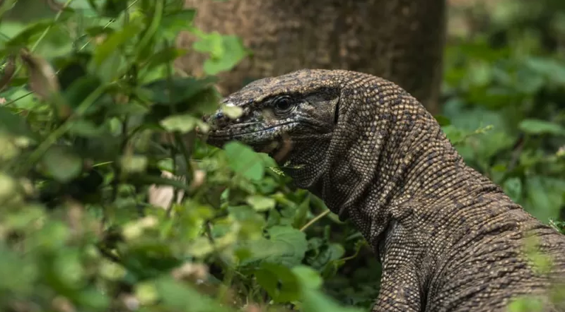 गोहोरोमाथि बलात्कार, मोबाइल भिडियोबाट कसरी सार्वजनिक भयो घटना ?