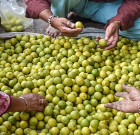 दुई गुणासम्म किन बढ्यो कागतीको भाउ?
