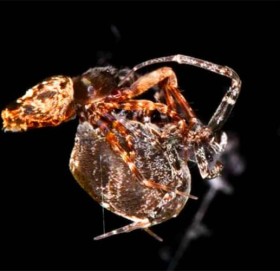 सम्भोगपछि पोथीबाट बँच्न यसरी दौडिन सिक्यो भाले माकुरा