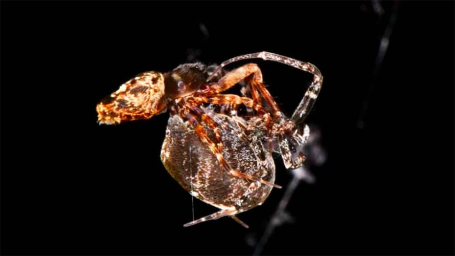 सम्भोगपछि पोथीबाट बँच्न यसरी दौडिन सिक्यो भाले माकुरा