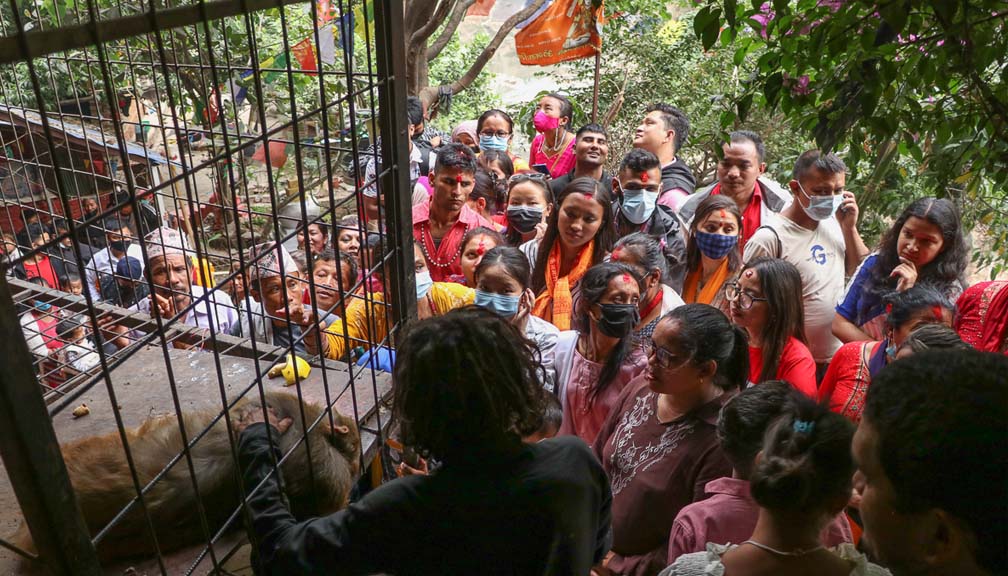 अन्धविश्वासको अवशेष : भाइरल बाँदरसँग ‘आर्शिवाद’ लिनेको घुँइचो