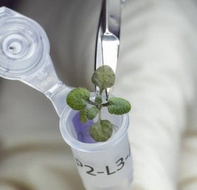 वैज्ञानिकले पहिलोपटक चन्द्रमाको माटोमा उमारे विरुवा