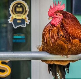 कुखुराका हत्याले पूरै सहर स्तब्ध, आरोपी प्रहरी अधिकारीमाथि कारबाहीको माग