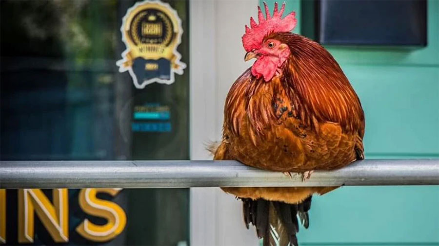 कुखुराका हत्याले पूरै सहर स्तब्ध, आरोपी प्रहरी अधिकारीमाथि कारबाहीको माग