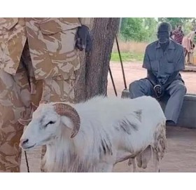 महिलालाई मारेको अभियोगमा भेडालाई तीन वर्ष जेल !