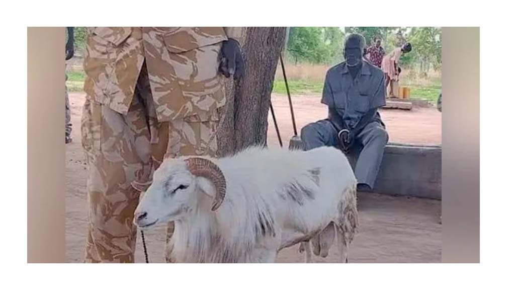 महिलालाई मारेको अभियोगमा भेडालाई तीन वर्ष जेल !