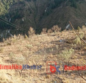 बाजुरामा करोडौ खर्चेको जैतुन अलपत्र, परियोजन सकिए सँगै जैतुन पनि सकियो