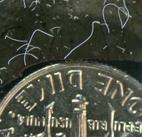 भेटियो संसारकै ठूलो ब्याक्टेरिया !