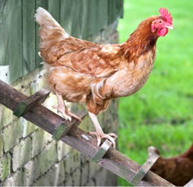 मानिसले कुखुरा पाल्न र खान कहिले सुरु गर्‍यो ? यस्तो छ रोचक इतिहास