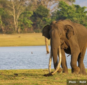 एसियामै सबैभन्दा लामो दाह्रा भएको हात्तीको मृत्यु, सोसल मिडियामा सन्नाटा