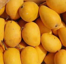 फलफूल पकाउन कार्वाइड ग्याँस प्रयोग नगर्न आग्रह