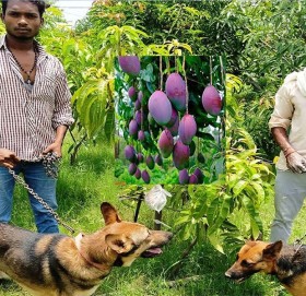 दुनियाँकै महँगो आँप, सुरक्षाका लागि खटिन्छन् गार्ड र कुकुर