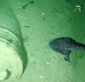 २०० वर्षअघि डुबेको जहाजमा भेटियो खर्बौंको खजाना