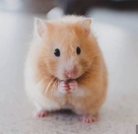 केरासँग किन डराउँछ भाले मुसा ? वैज्ञानिकले गरे अनौठो खुलासा