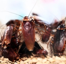 घरमा साङ्लाले हैरान बनाएको छ ? बजारमा पाइन्छन् यी सामग्री