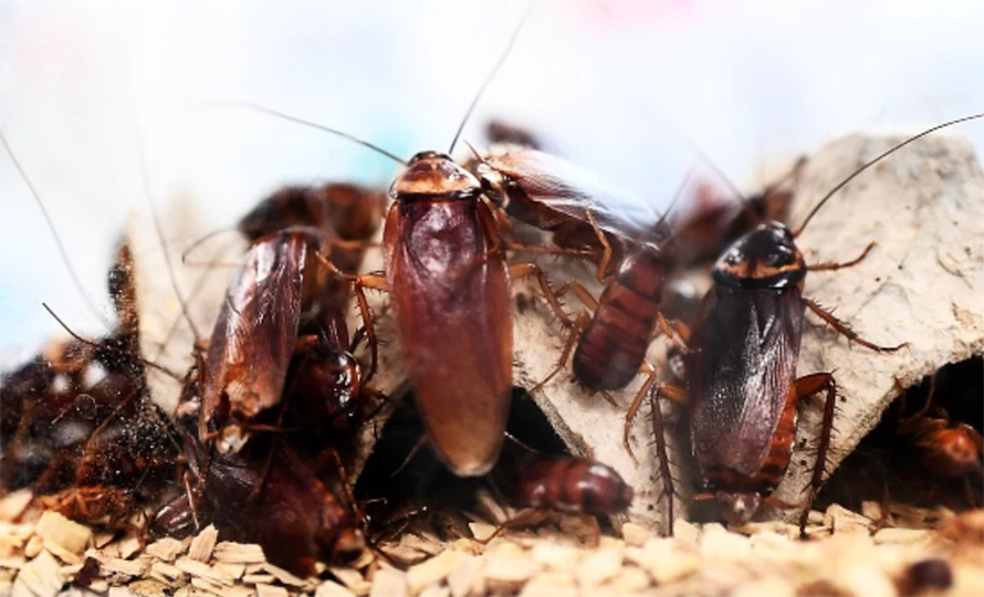 घरमा साङ्लाले हैरान बनाएको छ ? बजारमा पाइन्छन् यी सामग्री