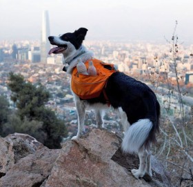 सुपर हिरो कुकुर, जो सहरी फोहोरमैलाविरुद्ध यसरी लडिरहेको छ